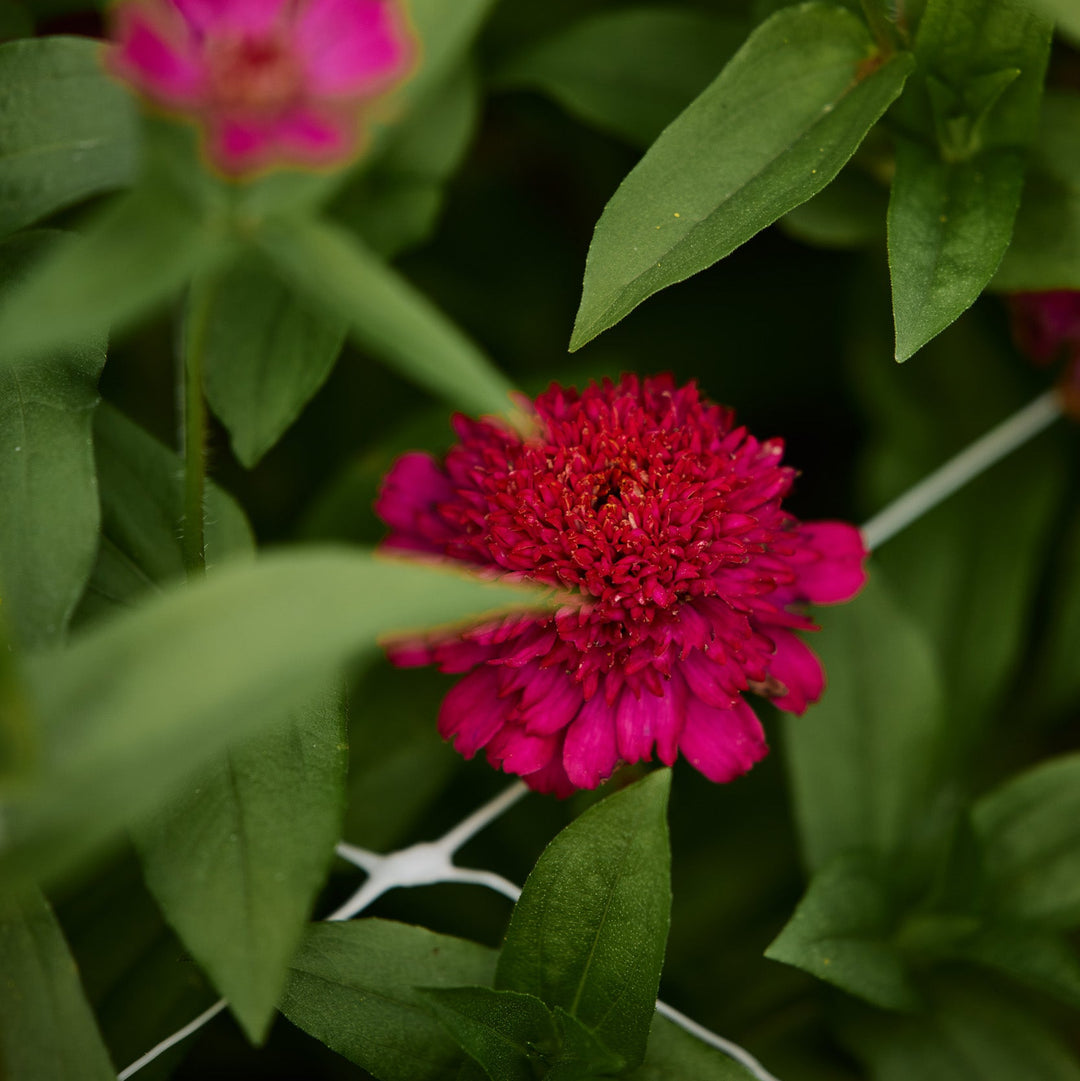 Zinnia Cresto Violet Flower | X 30 Seeds