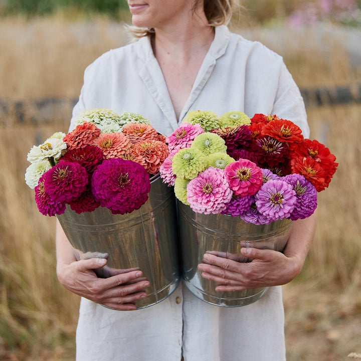 Zinnia Benary’s Giant Mix Flower | X 30 Seeds