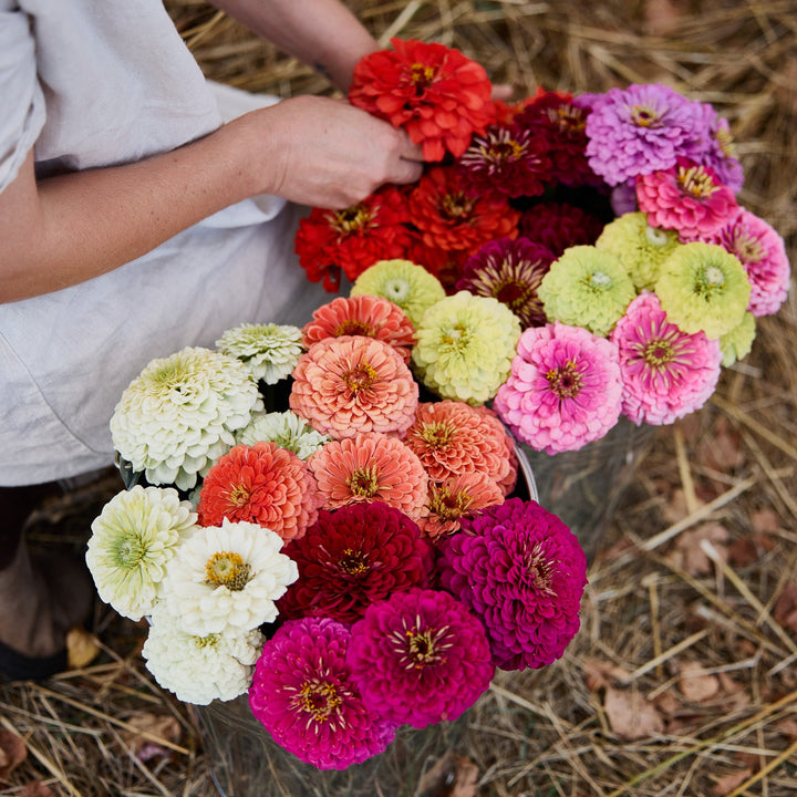 Zinnia Benary’s Giant Mix Flower | X 30 Seeds