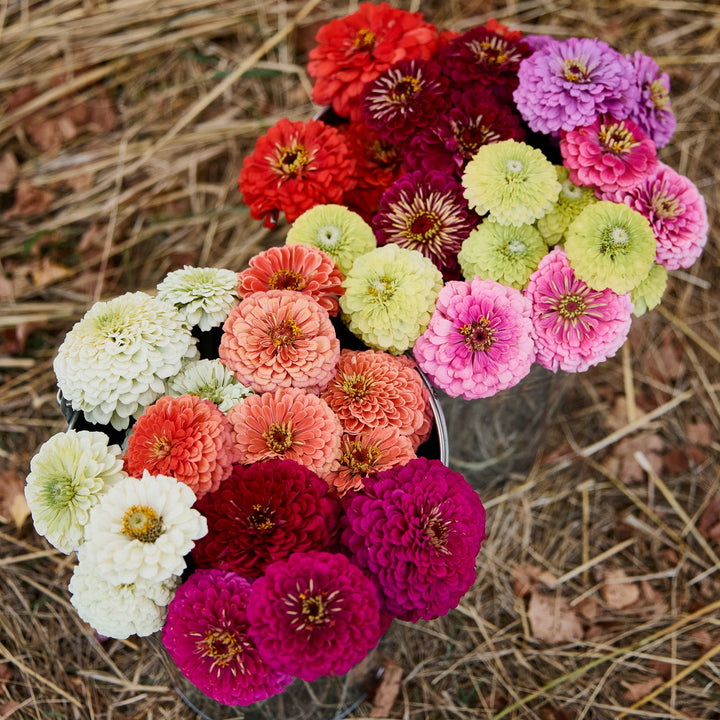Zinnia Benary’s Giant Mix Flower | X 30 Seeds