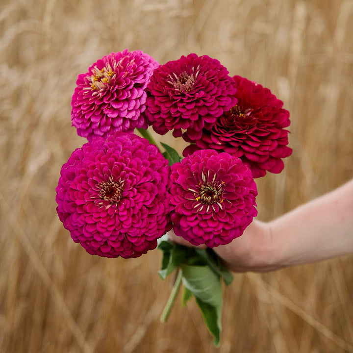 Zinnia Queeny Violet Flower | X 50 Seeds