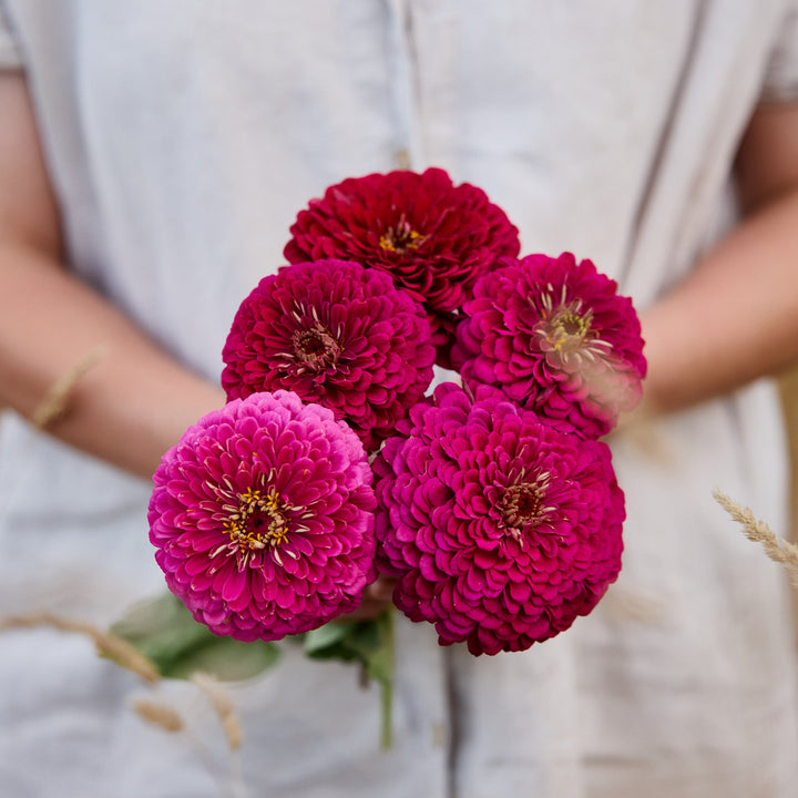 Zinnia Queeny Violet Flower | X 50 Seeds
