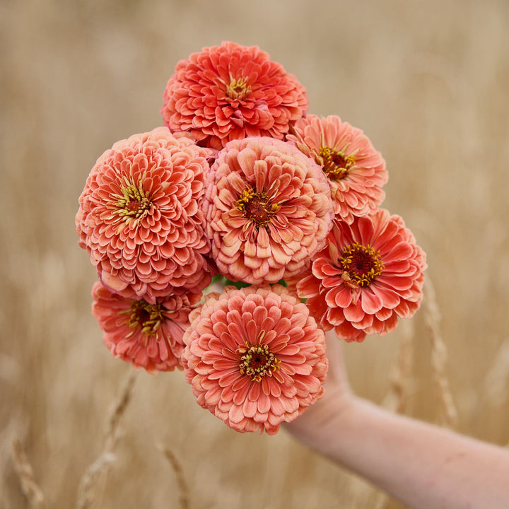 Zinnia Benary's Giant Salmon Rose Flower | X 30 Seeds