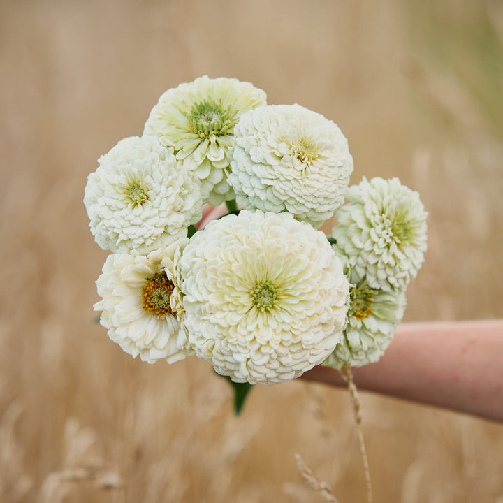 Zinnia Benary&
