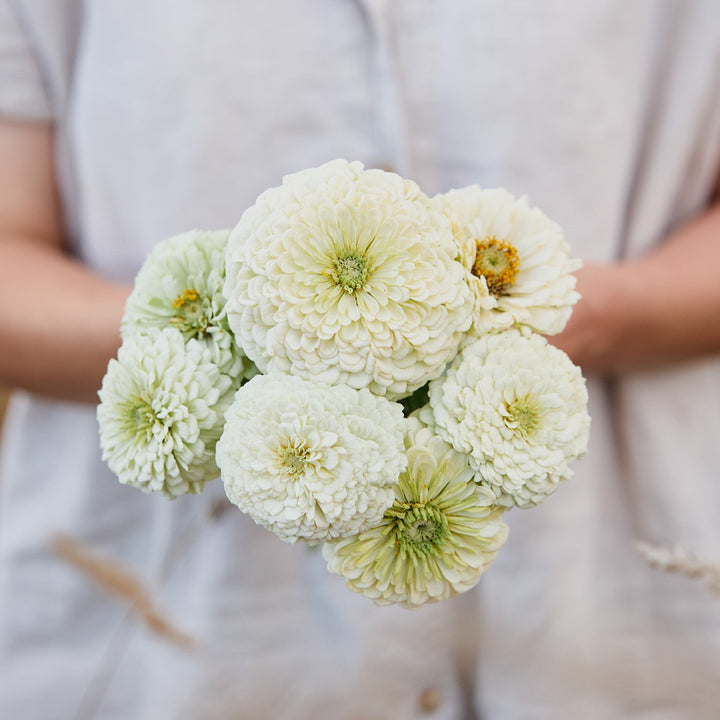 Zinnia Benary&