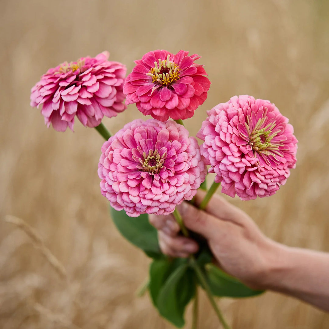 Breast Cancer Pink Seed Pack x 10 Varieties