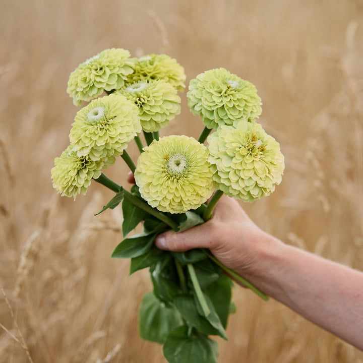 Zinnia Benary&