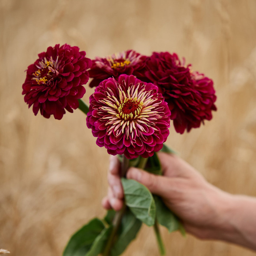 Zinnia Benary&