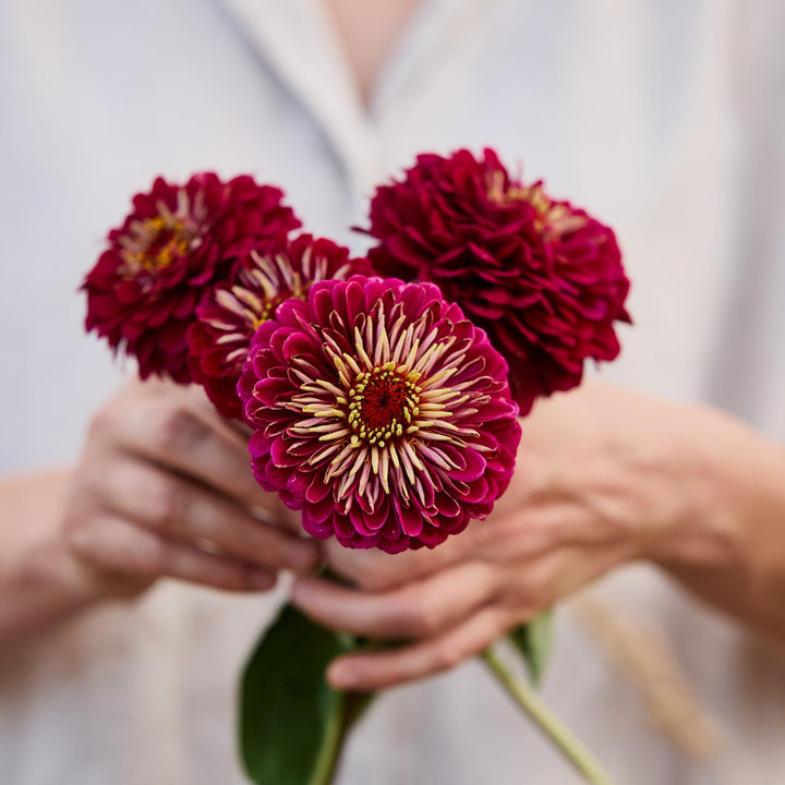 Zinnia Benary&