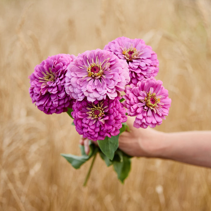 Zinnia Benary's Giant Lilac Flower | X 30 Seeds