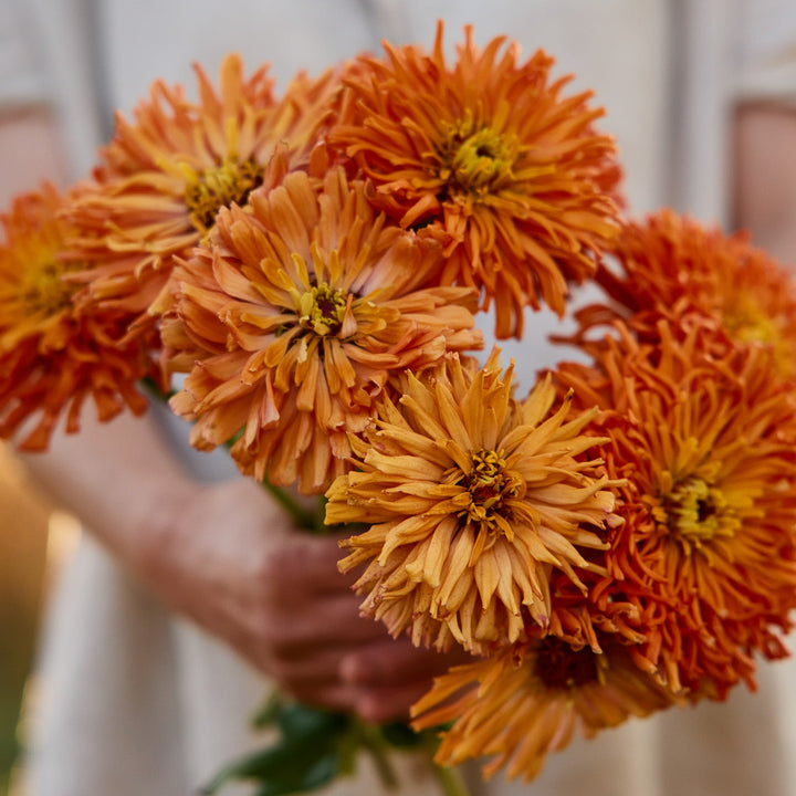 Zinnia Agave Flower | X 20 Seeds