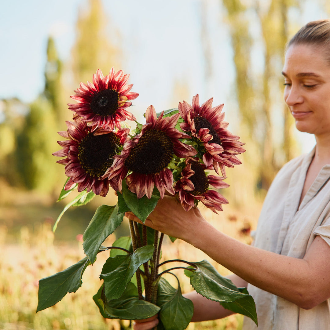 Sunflower Crimson Peach Flower | X 15 Seeds
