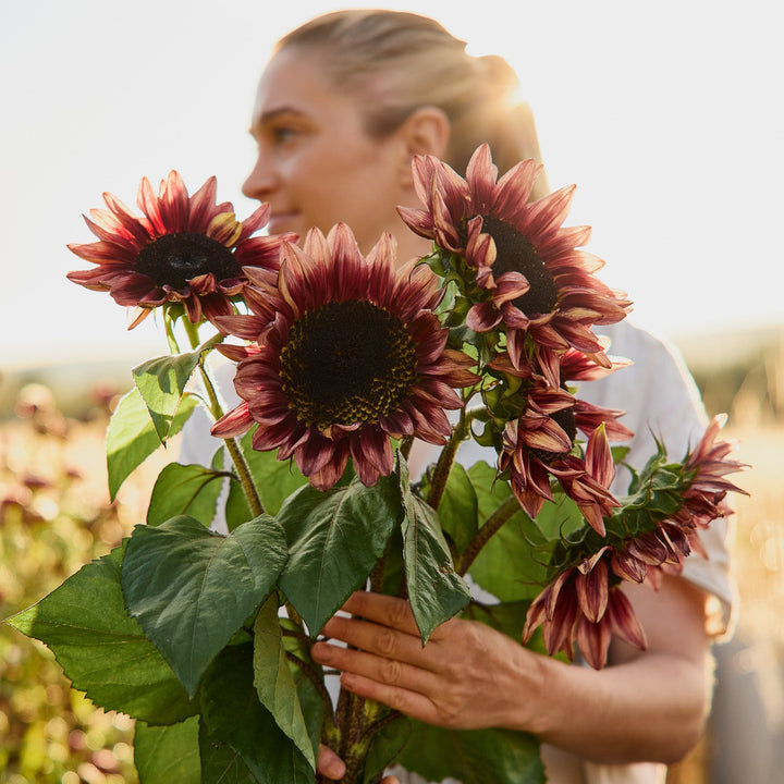 Sunflower Crimson Peach Flower | X 15 Seeds