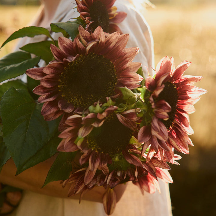 Sunflower Crimson Peach Flower | X 15 Seeds