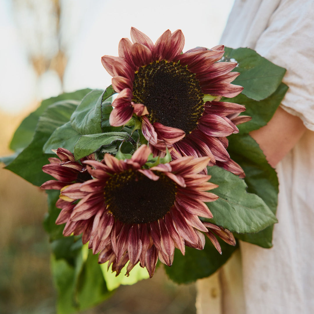 Sunflower Crimson Peach Flower | X 15 Seeds