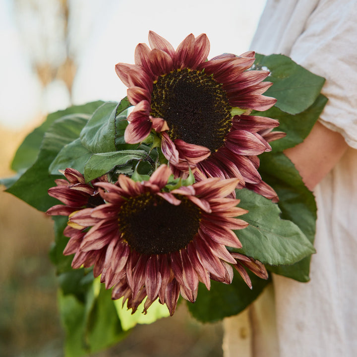 Sunflower Crimson Peach Flower | X 15 Seeds