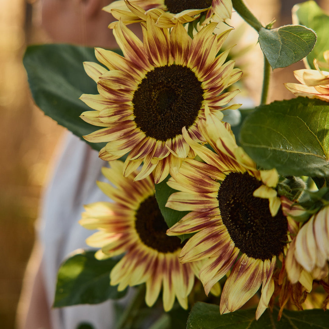 Sunflower Lilac Monarch Flower | X 15 Seeds
