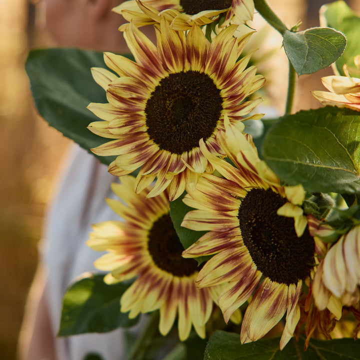 Sunflower Lilac Monarch Flower | X 15 Seeds