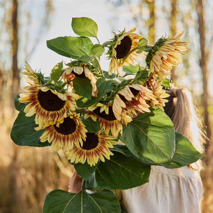 Sunflower Lilac Monarch Flower | X 15 Seeds