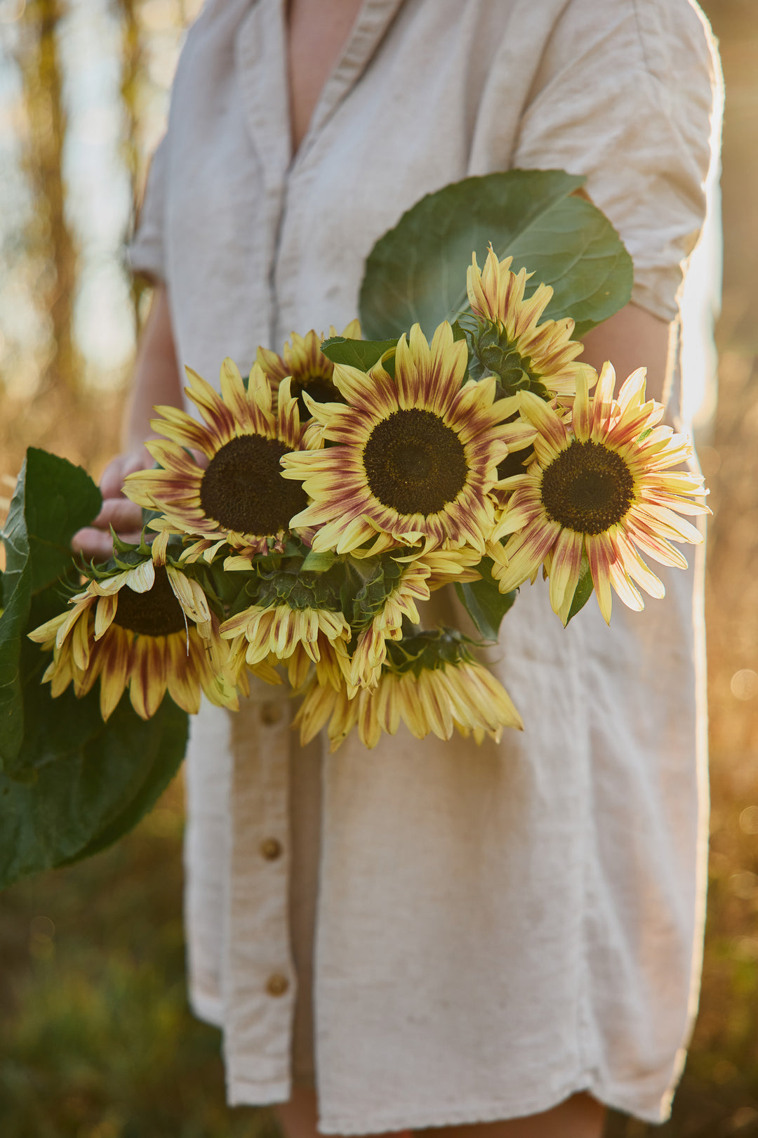 Sunflower Lilac Monarch Flower | X 15 Seeds