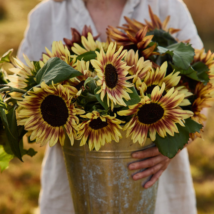 Sunflower Lilac Monarch Flower | X 15 Seeds