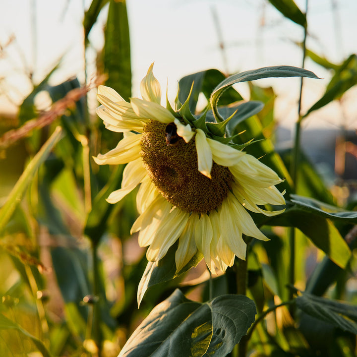 Sunflower Ice Queen Flower | X 15 Seeds