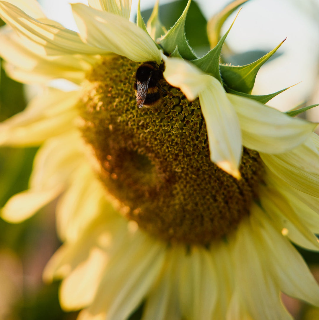 Sunflower Ice Queen Flower | X 15 Seeds