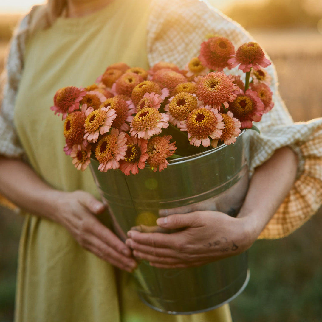 Zinnia Zinderella Peach Flower | X 30 Seeds