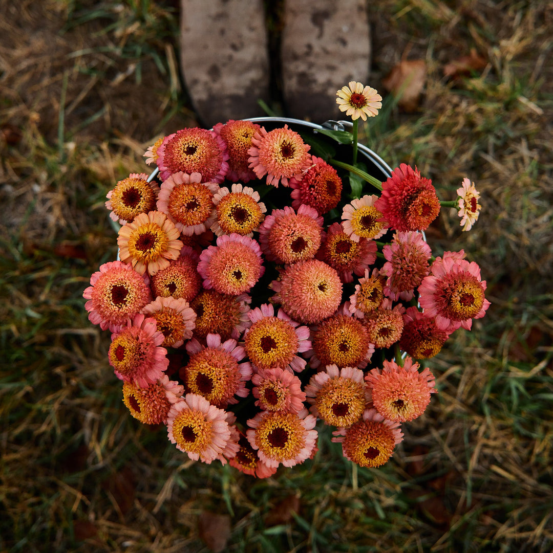Zinnia Zinderella Peach Flower | X 30 Seeds