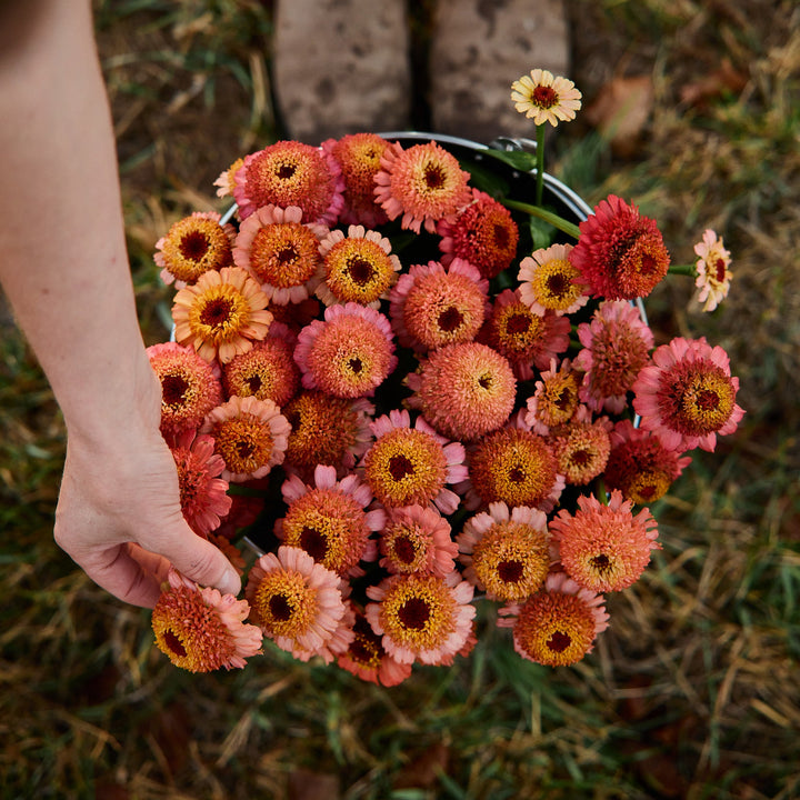 Zinnia Zinderella Peach Flower | X 30 Seeds