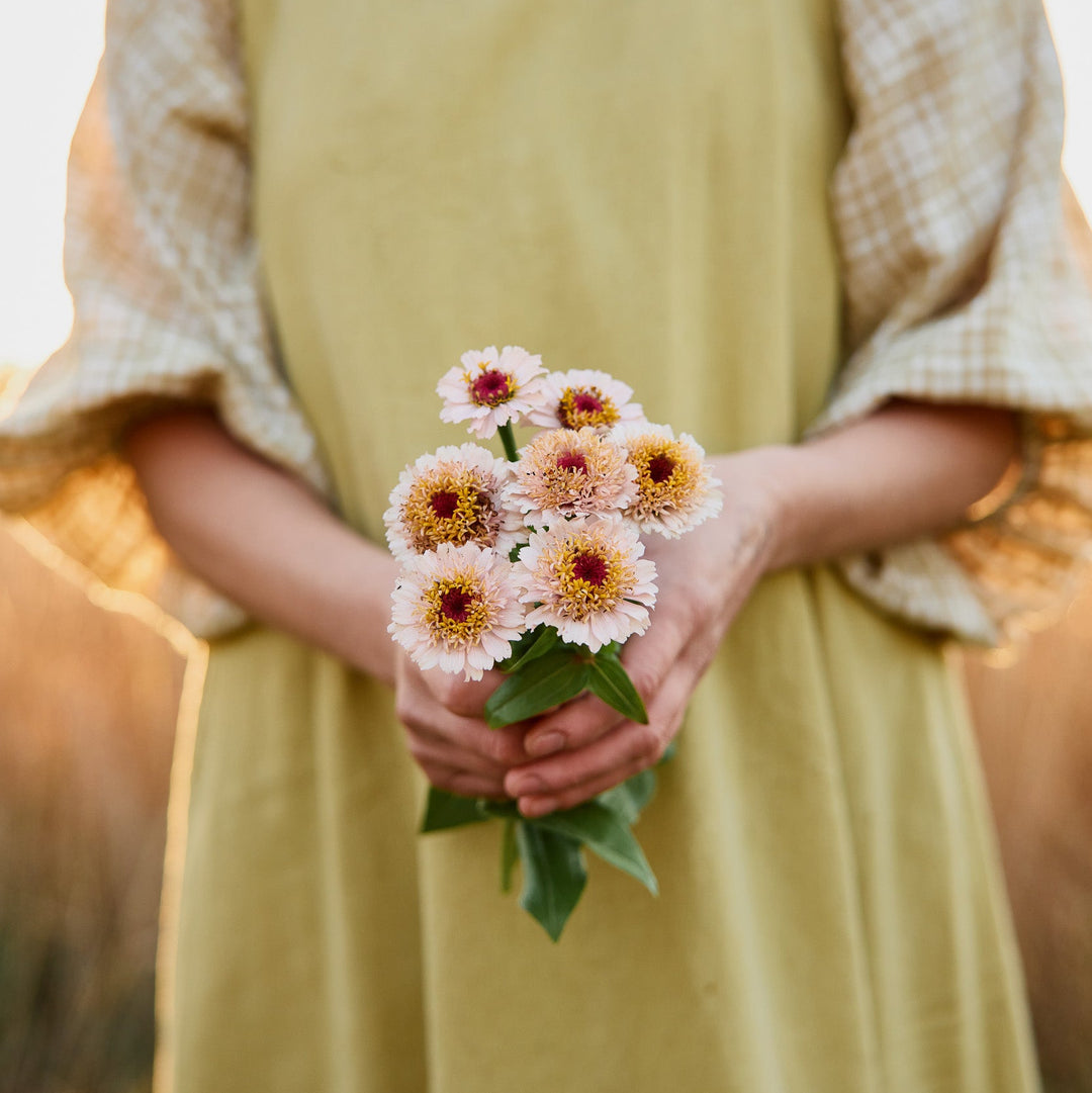 Zinnia Zinderella Lilac Flower | X 30 Seeds