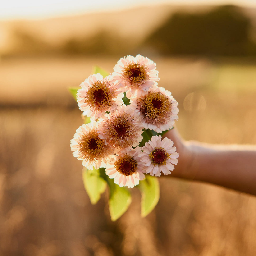 Zinnia Zinderella Lilac Flower | X 30 Seeds