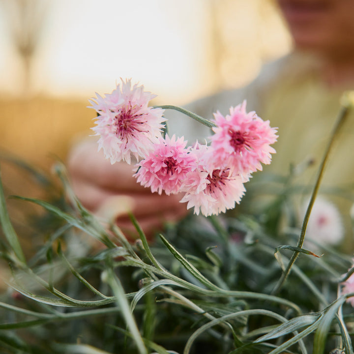 Cornflower Centaurea Pink Ball Flower | X 80 seeds