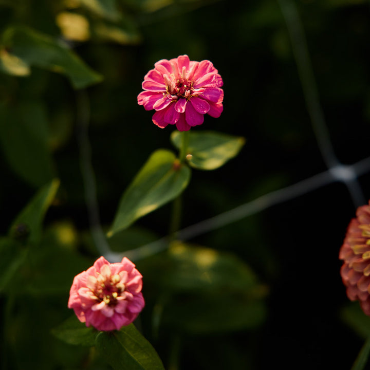 Zinnia Lilliput Rose Flower | X 70 Seeds