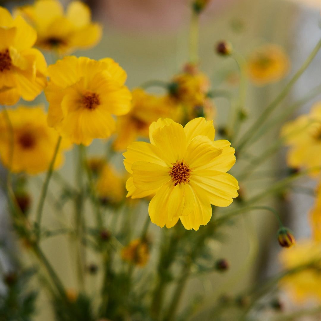 Cosmos Bright Lights Mix Flower | X 80 seeds