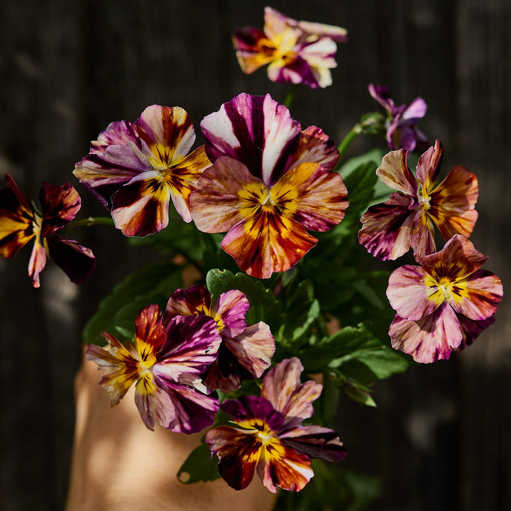 Viola Brush Strokes Flower | X 50 Seeds