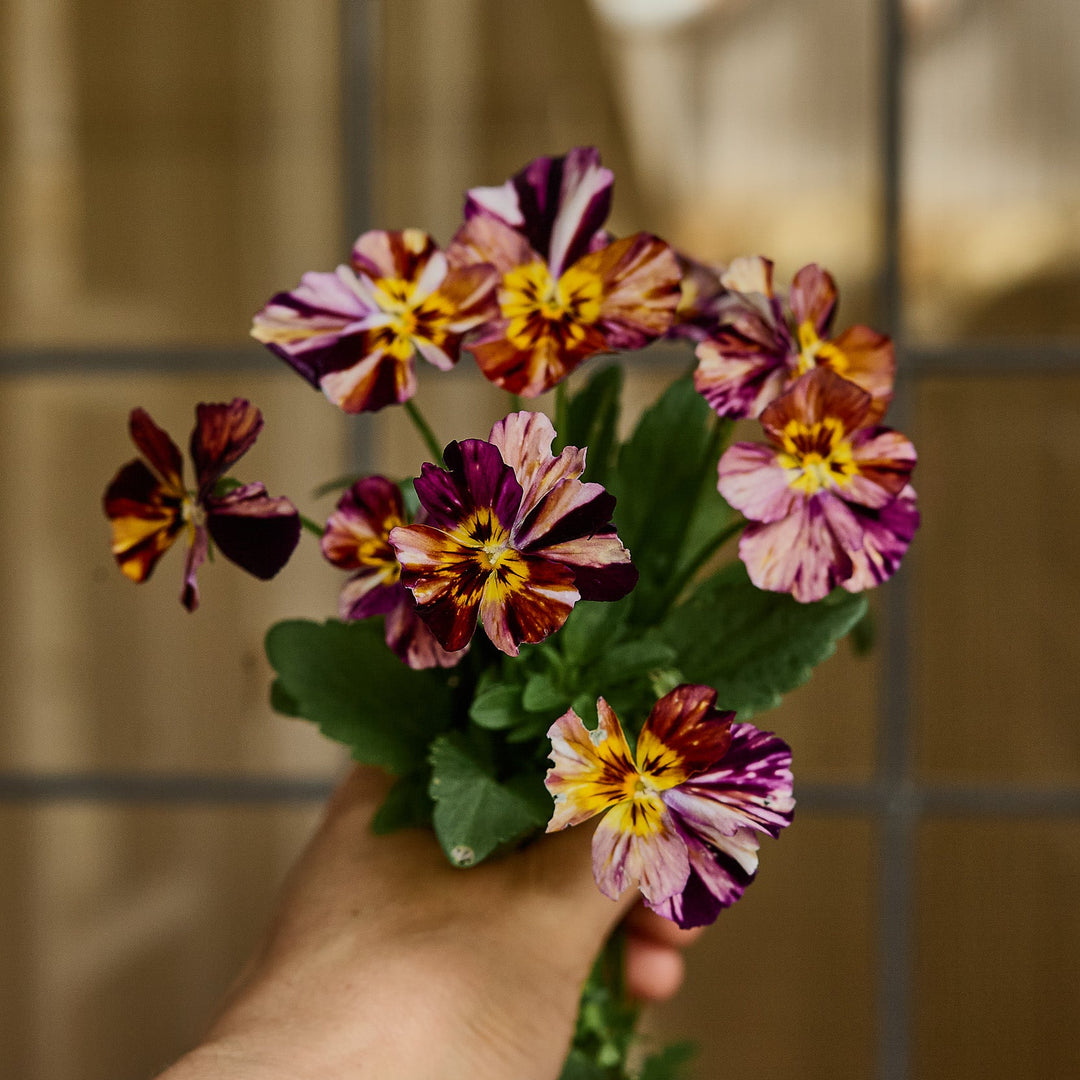 Viola Brush Strokes Flower | X 50 Seeds
