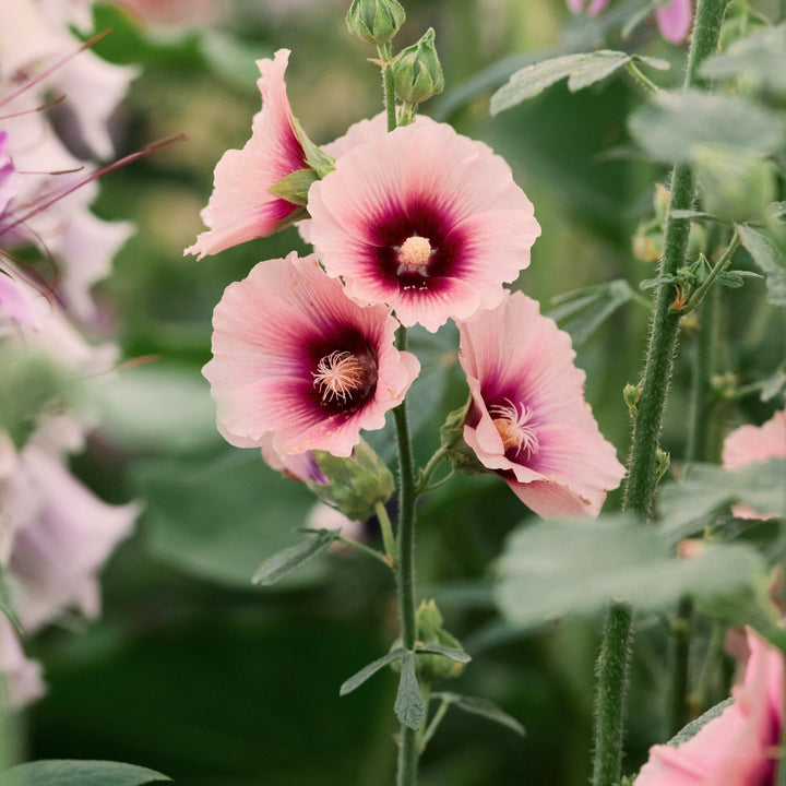 Hollyhock Halo's Apricot Flower | X 20 Seeds