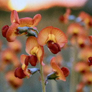 Orange Darling Pea Swainsona stipularis Australian Native Flower | X 20 Seeds