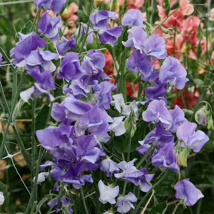 Sweet Pea Big Blue Flower | X 15 Seeds