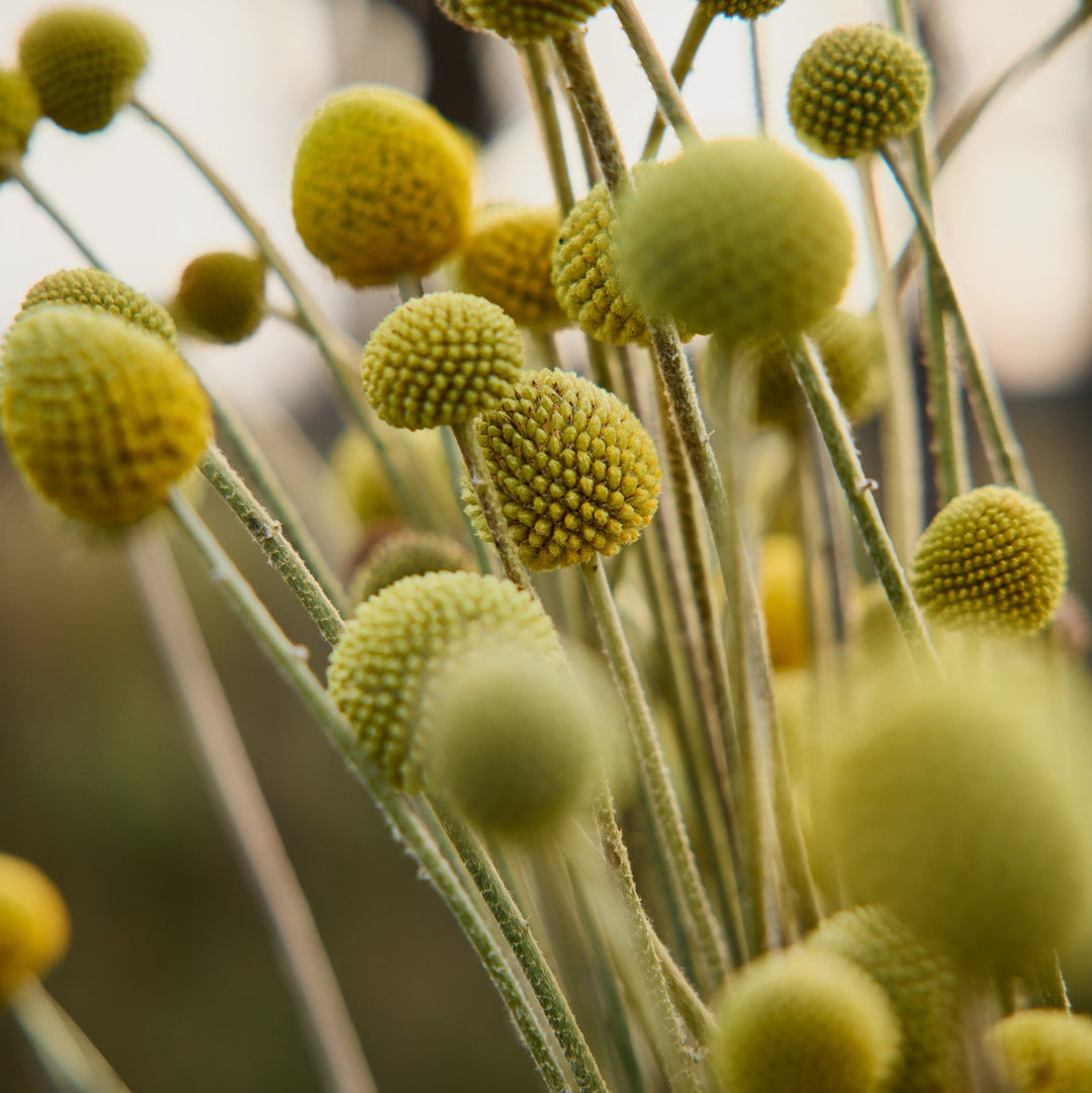 Billy Button Australian Native Flower | X 50 Seeds