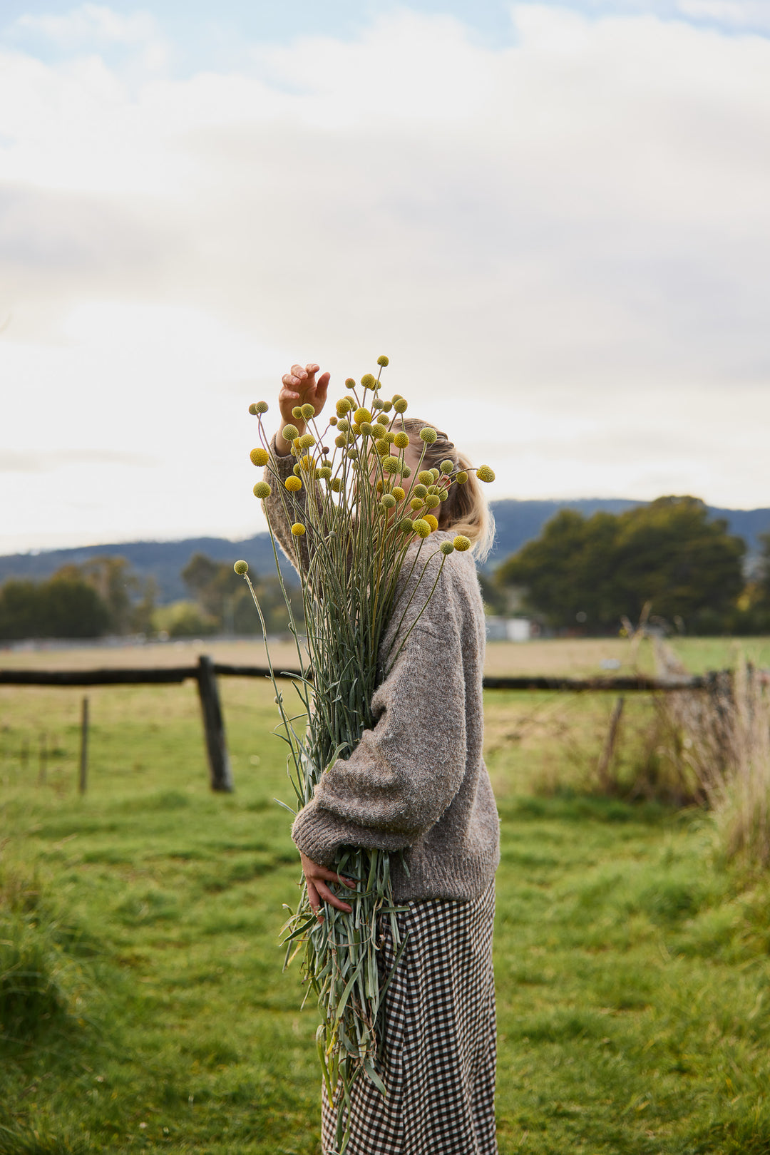 Billy Button Australian Native Flower | X 50 Seeds