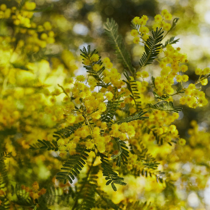Acacia Cardiophylla Wyalong Wattle Australian Native | x 15 seeds