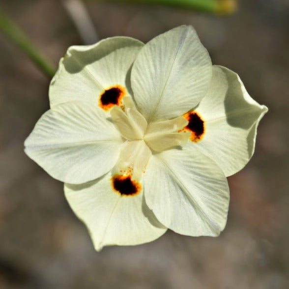African Iris Dietes Bicolor Flower | X 15 Seeds