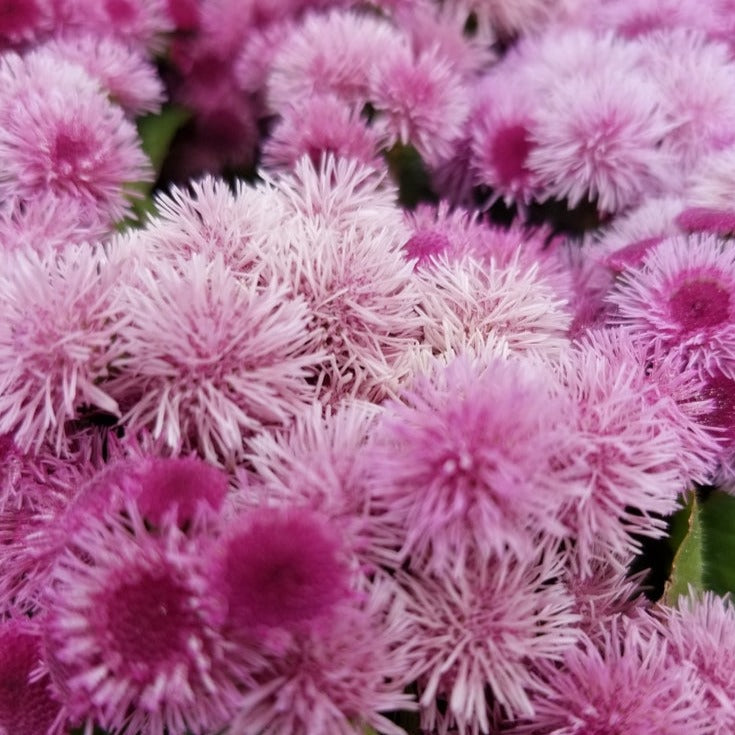 Ageratum Ball Pink Flower | X 300 seeds
