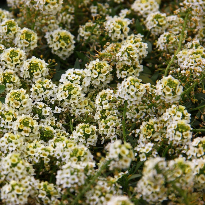 Alyssum Pixie Lemon Flower | X 100 Seeds