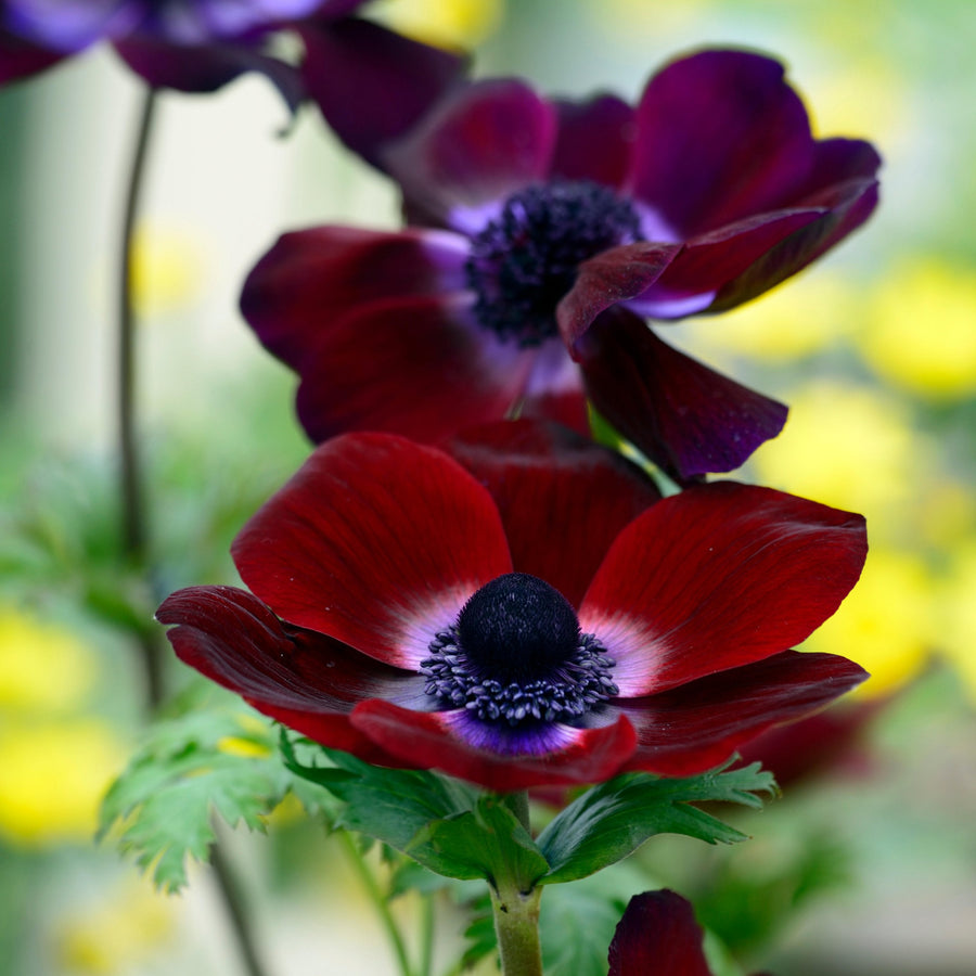 WA Permitted Seeds – Veggie & Flower Garden Seeds