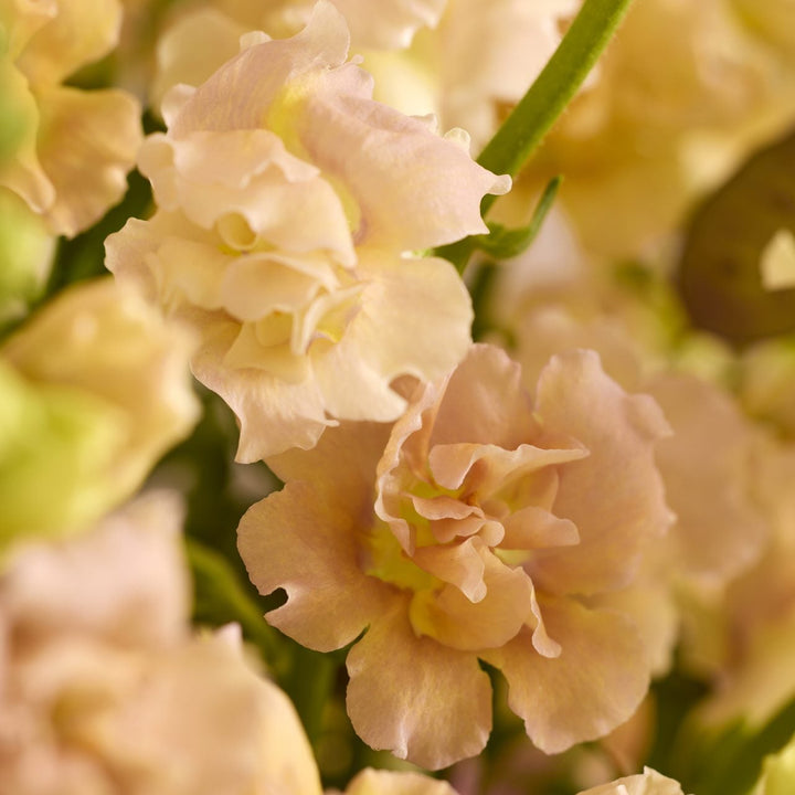 Snapdragon Snapstar Champagne Flower | X 50 Seeds