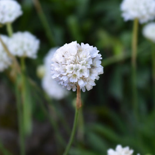 Armeria Maritima Alba White Flower | X 20 Seeds