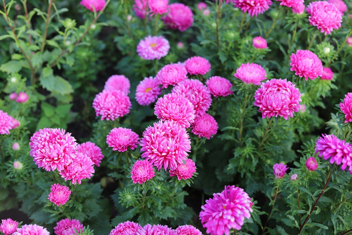 Aster China King Size Pink Flower | X 50 Seeds